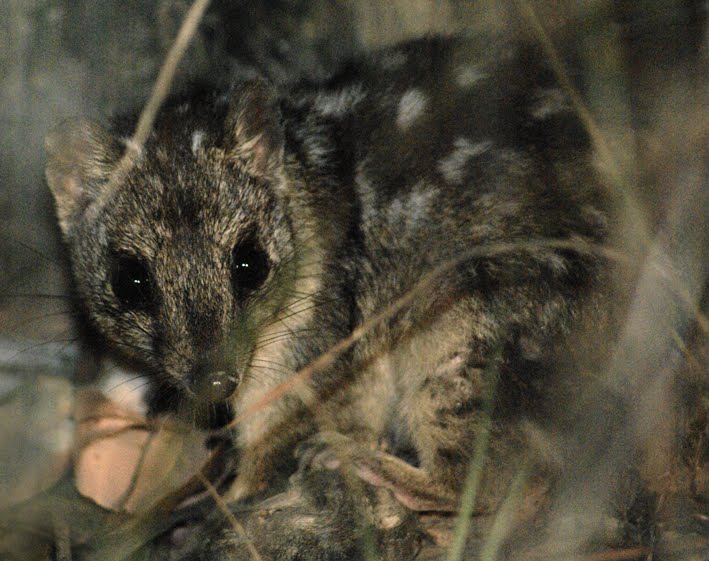 Northern Quoll photographed between Mareeba and Cairns, Queensland, Australia. By Wildlife Explorer - Picasa Web Albums, CC BY 3.0, https://commons.wikimedia.org/w/index.php?curid=9488385