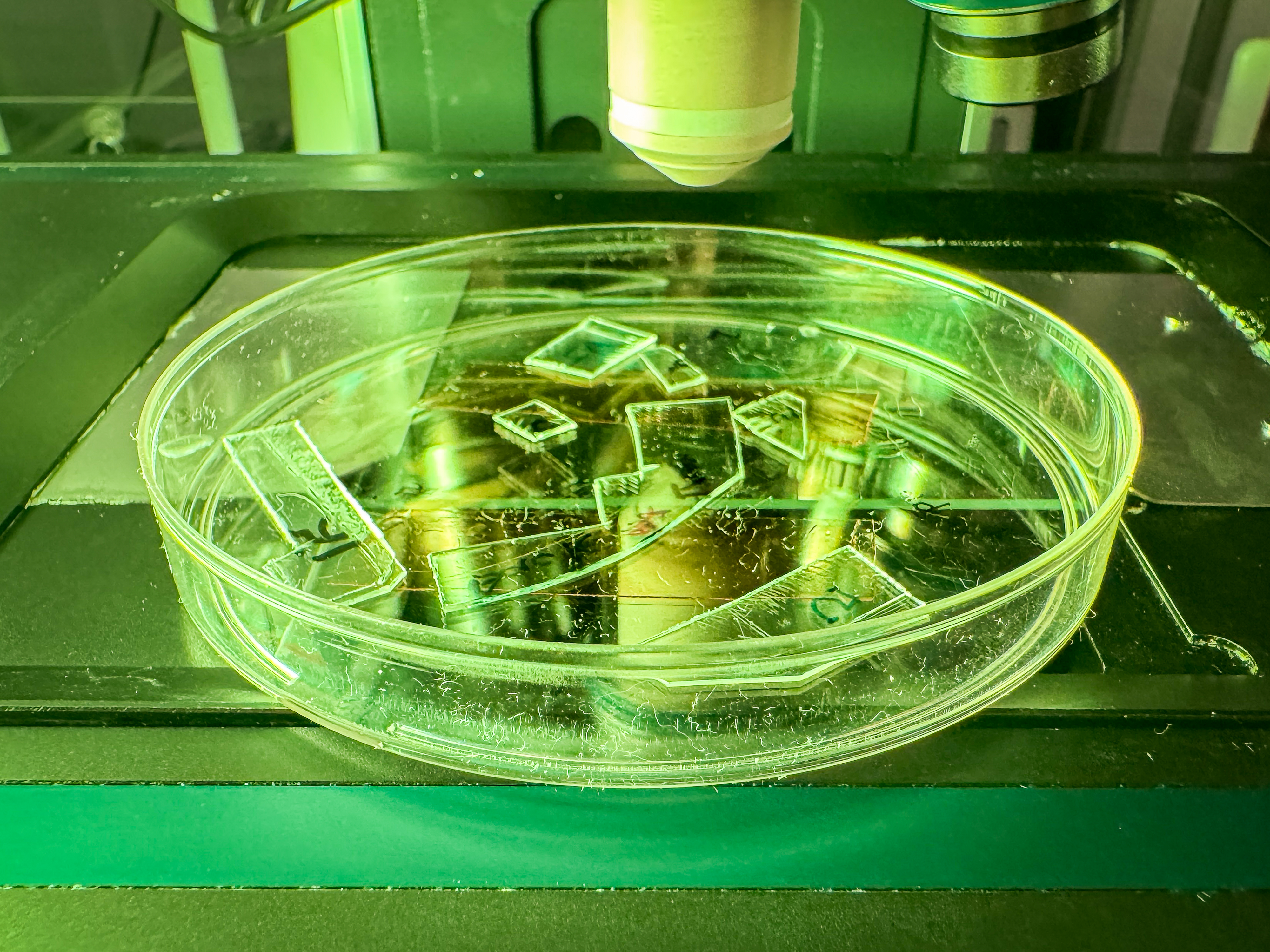 Transparent acrylic samples with engineered nanotextured surfaces, prepared for microscopy analysis, showing how clear plastic can be turned into a texturing that physically tears viruses apart on contact. Image: RMIT