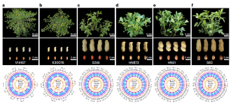 Plant structures, pods, seeds and Circos plots depicting the genomic features of