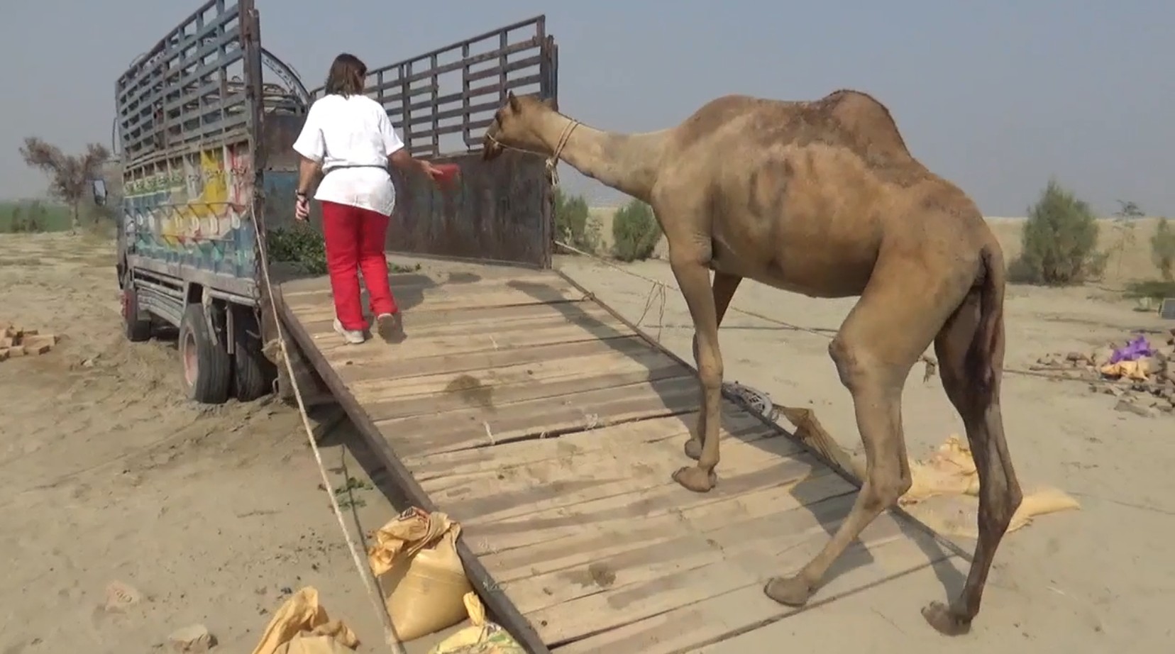 Camel self loads on to a truck, following the trainer_credit Barbara Padalino SCU and Animals Angels