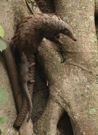 Pangolin mother and offspring