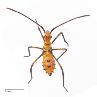 Leptoglossus zonatus nymph scale