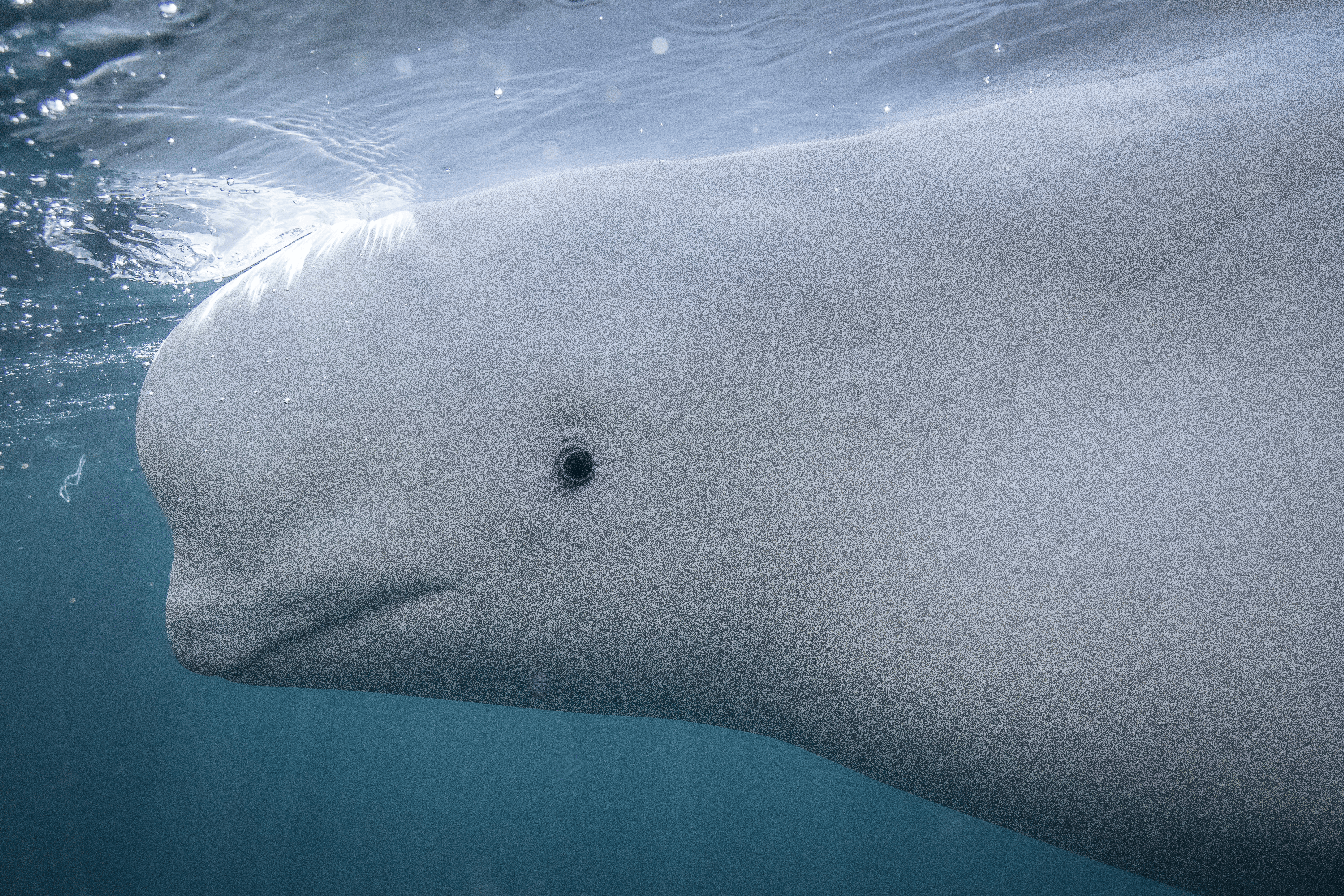 Beluga whale. Photo by Marine Mind/Abigail Carleen Dahl, CC-BY 4.0