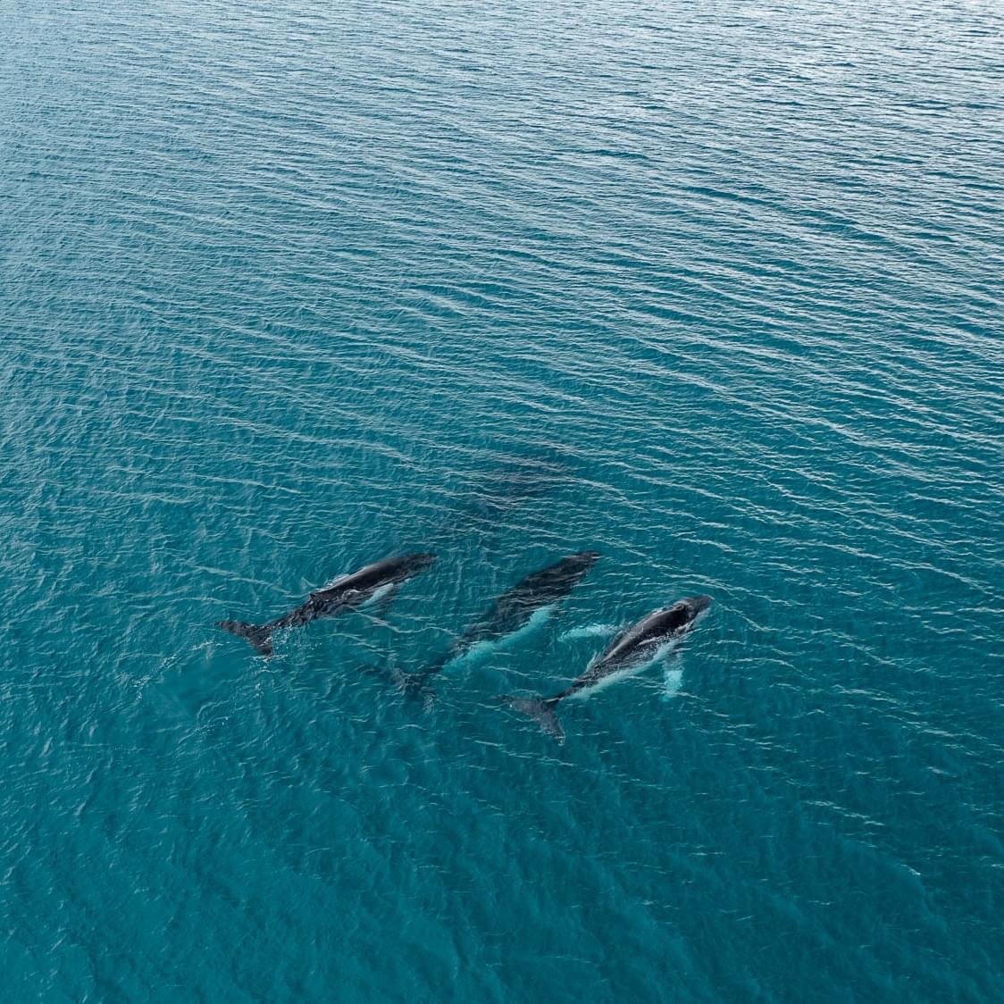 Pacific Whale Foundation