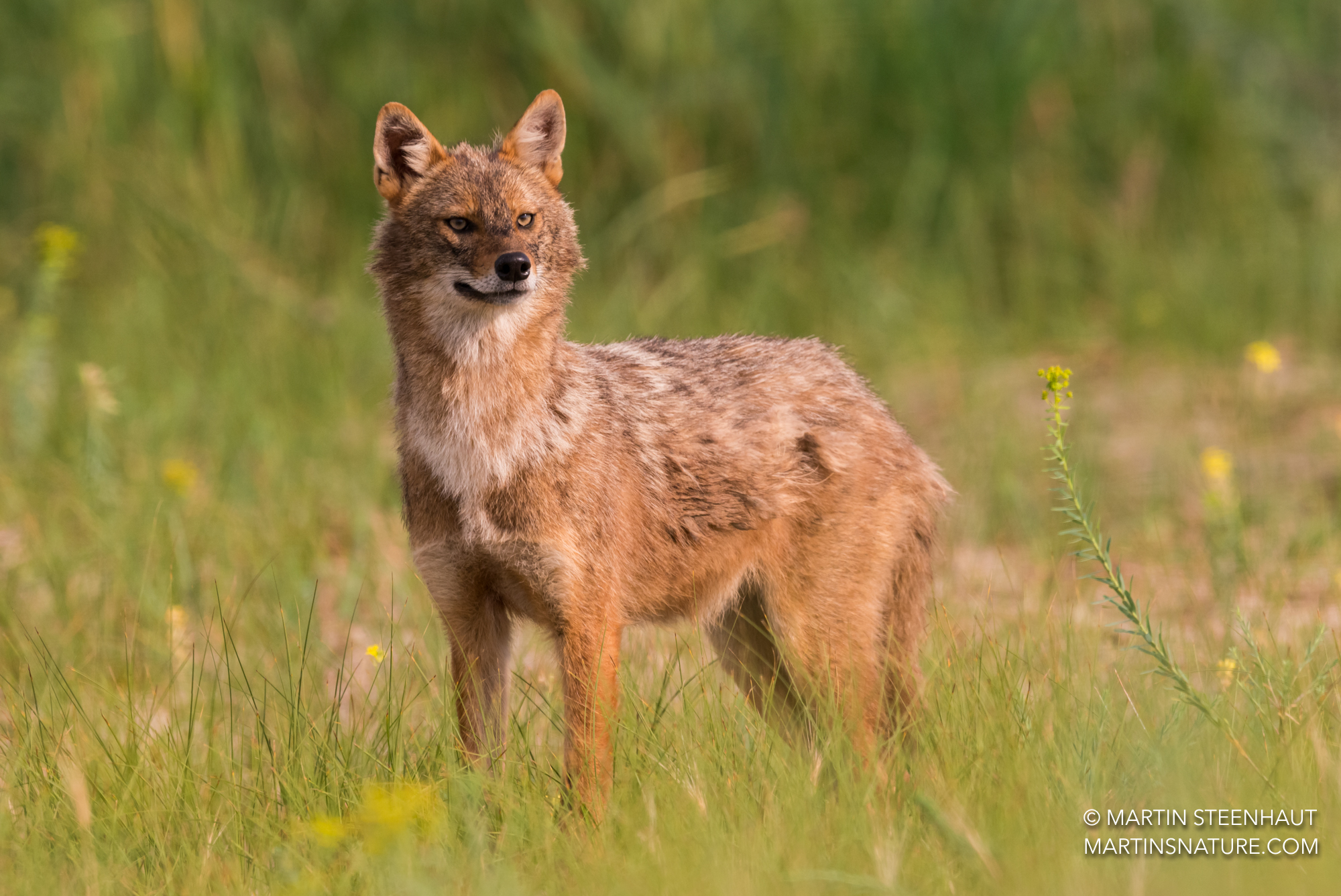 Portrait of a golden jackal in summer fur  Credit: Martin Steenhaut, martin.steenhaut@gmail.com