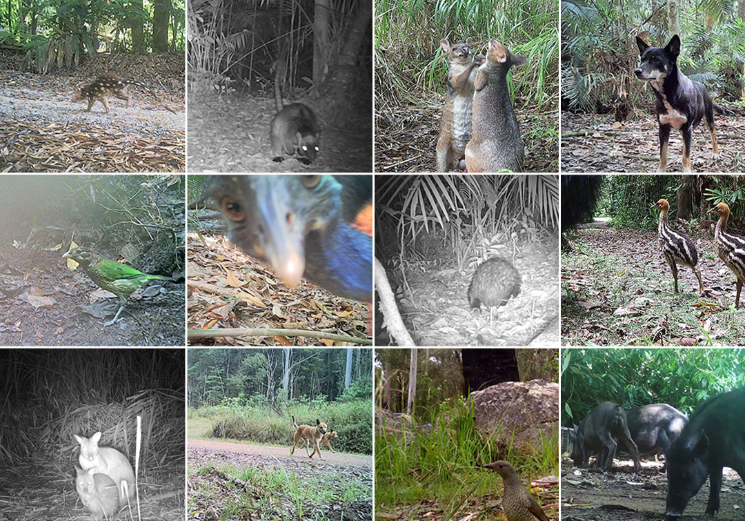 Images captured by University of Queensland wildlife monitoring cameras. 