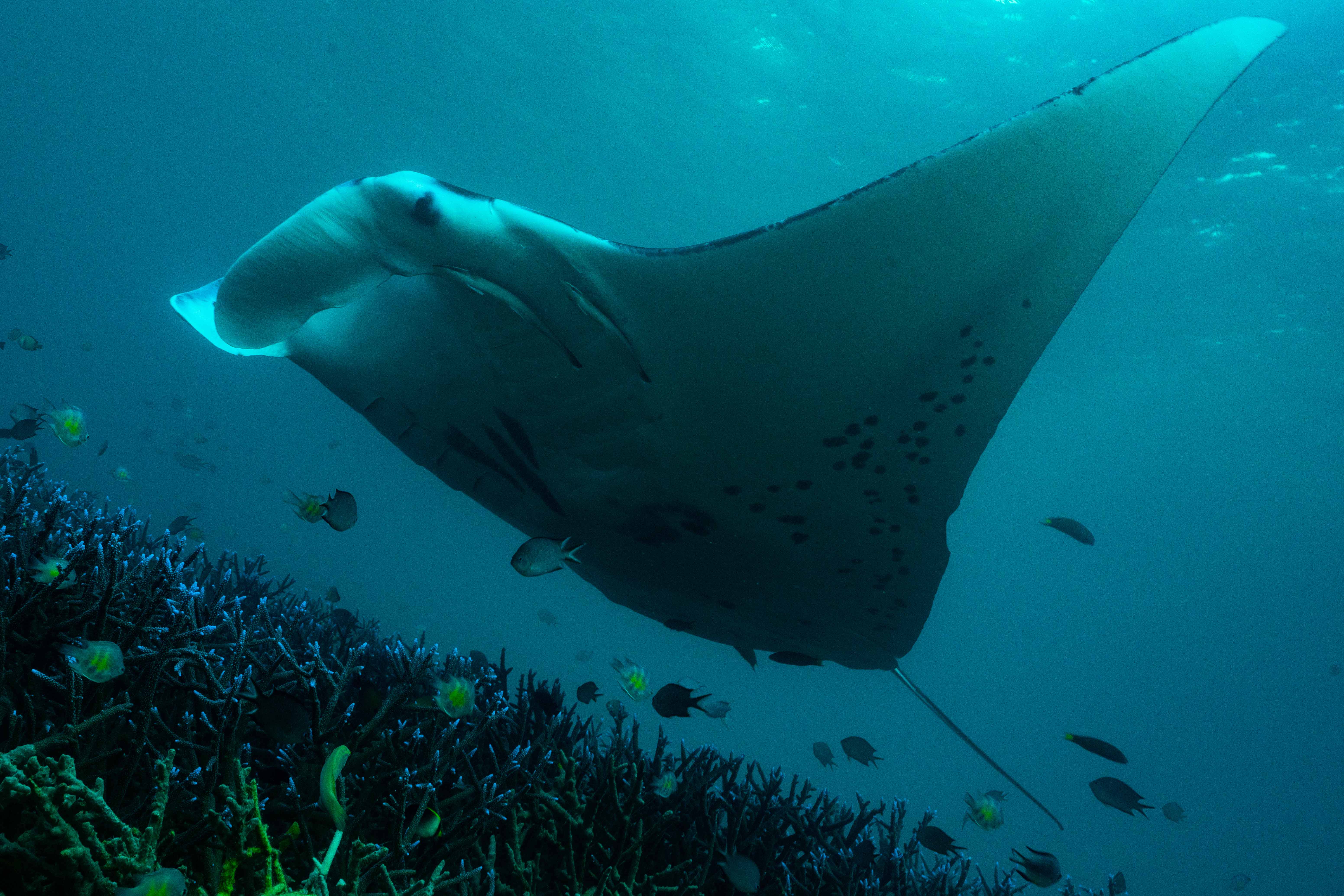 Manta-Photo Mark V. Erdmann