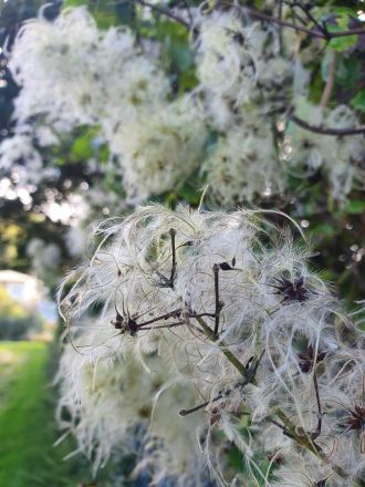 Grey willow seeds