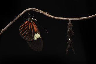 An adult Heliconius erato next to a pupae of the same species