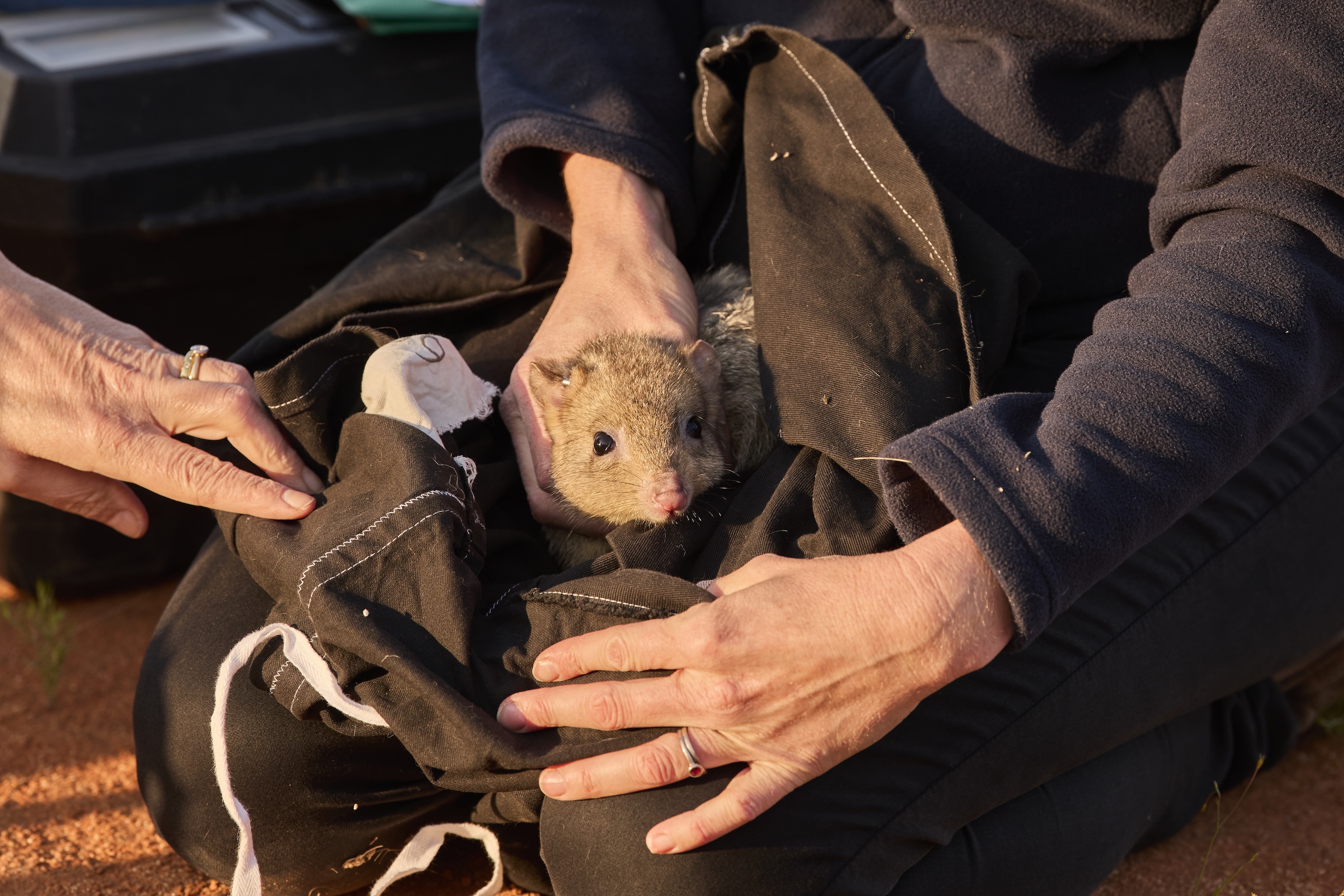 The Wild Deserts team reintroduced the burrowing bettong into Sturt National Park. Photo: UNSW Sydney/Richard Freeman
