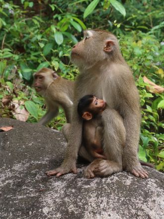 Mother and infant macaque in Khao Sok National Park, Thailand.