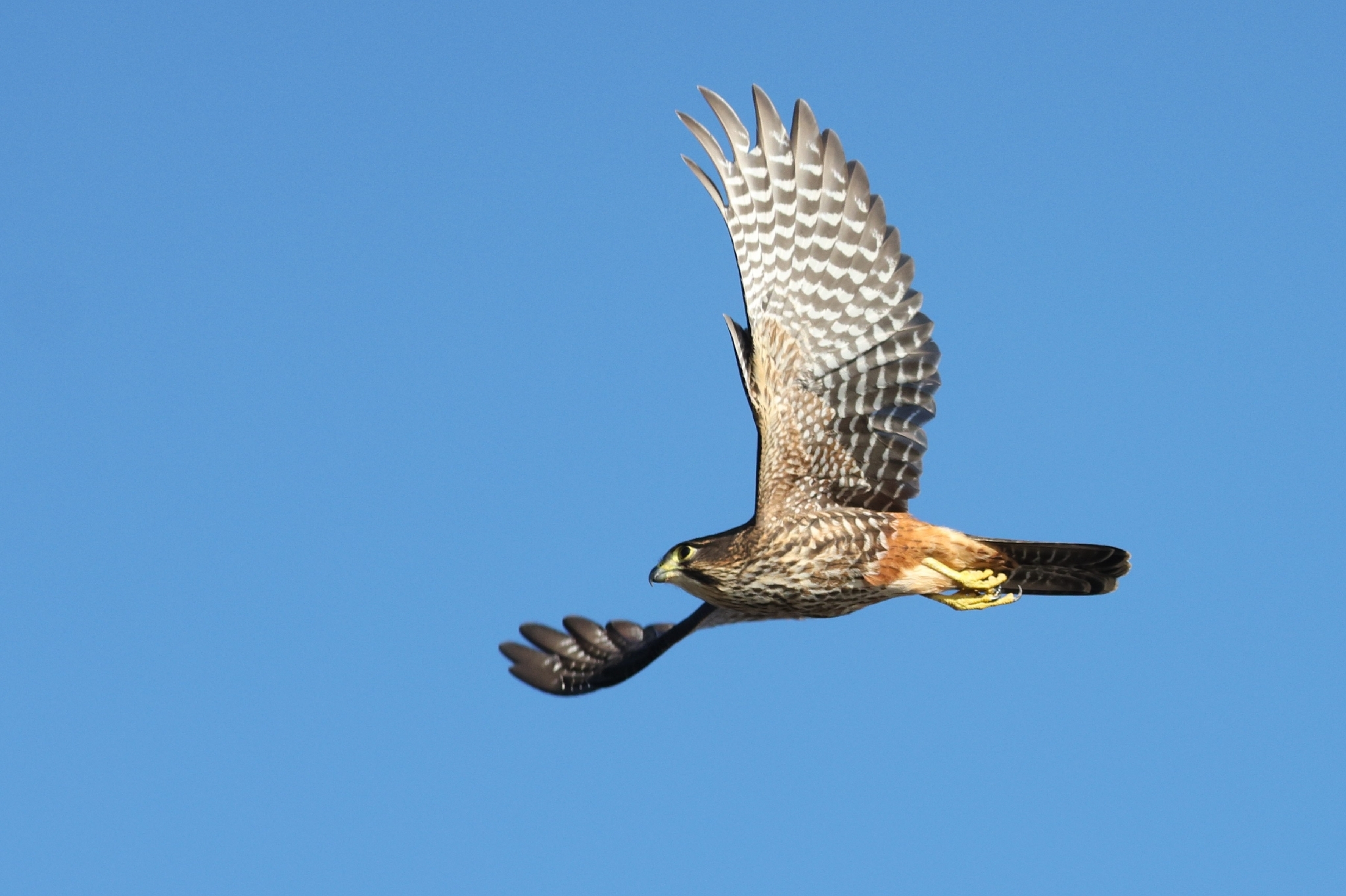Kārearea, the New Zealand Falcon. Photo by Diego Carena-Santiago, some rights reserved (CC-BY-NC)