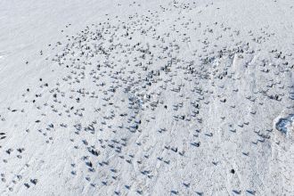 Aerial view of the Coulman Island colony, photographed with a UAV.