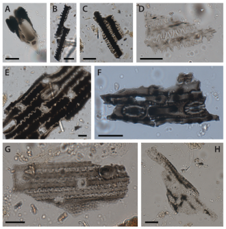 Microscopic images of burnt grass phytoliths from Cloggs Cave