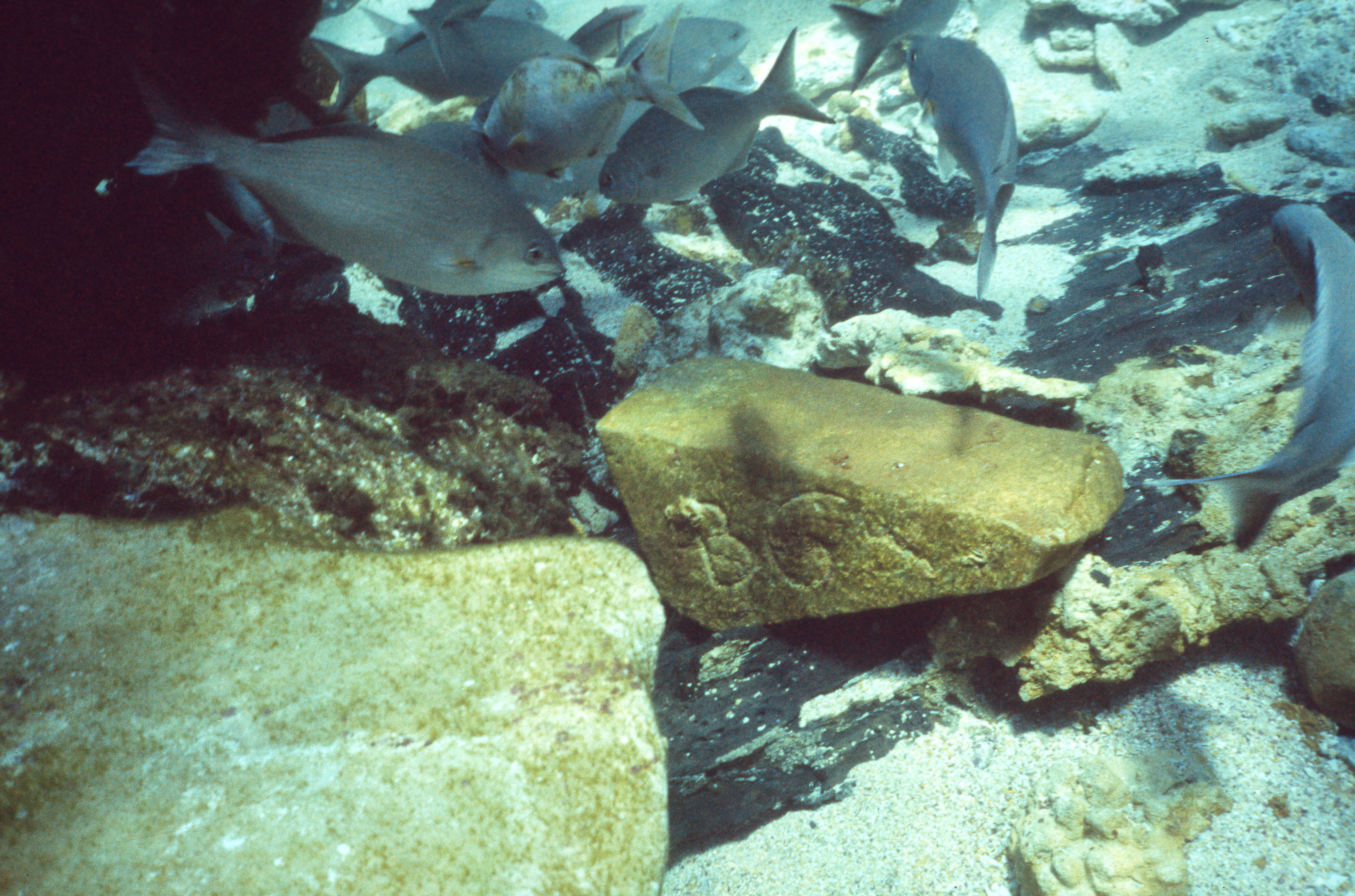 Stone blocks at the Batavia wreck site, 1973. Credit - WA Museum