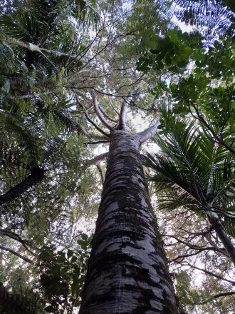 Kauri tree - photo 2