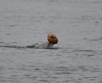 Adult female dolphin engaged in shelling activity