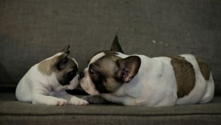 Happy Dog TV Ltd.