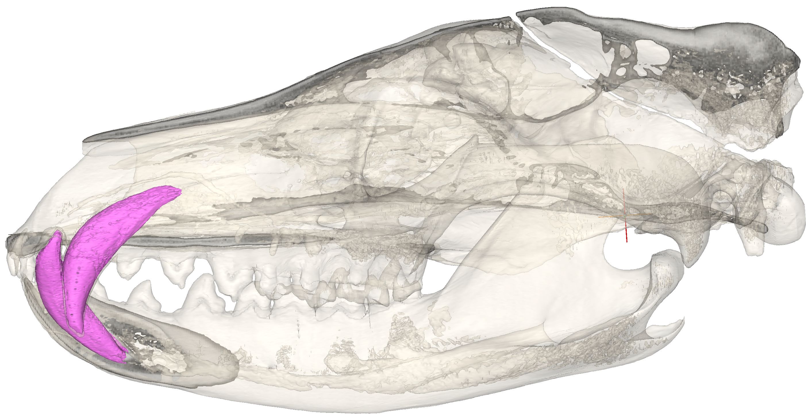Digital reconstruction of a CT-scanned thylacine skull with the canines colourised pink. Credit: Vera Weisbecker, CC-BY-SA