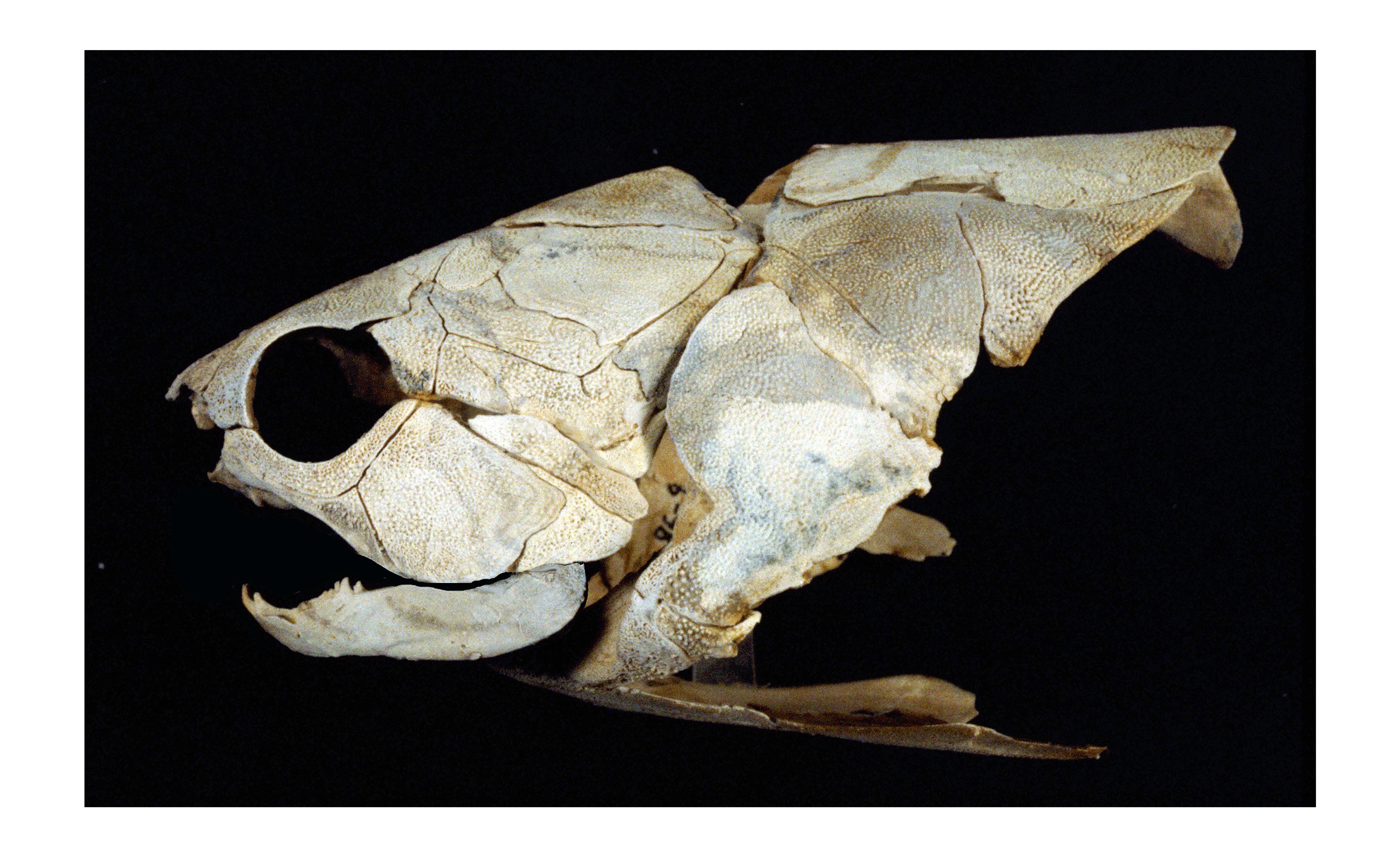  Mcnamaraspis kaprios, a placoderm fish skull from Gogo fossil field, WA. Image courtesy John Long (Flinders University).