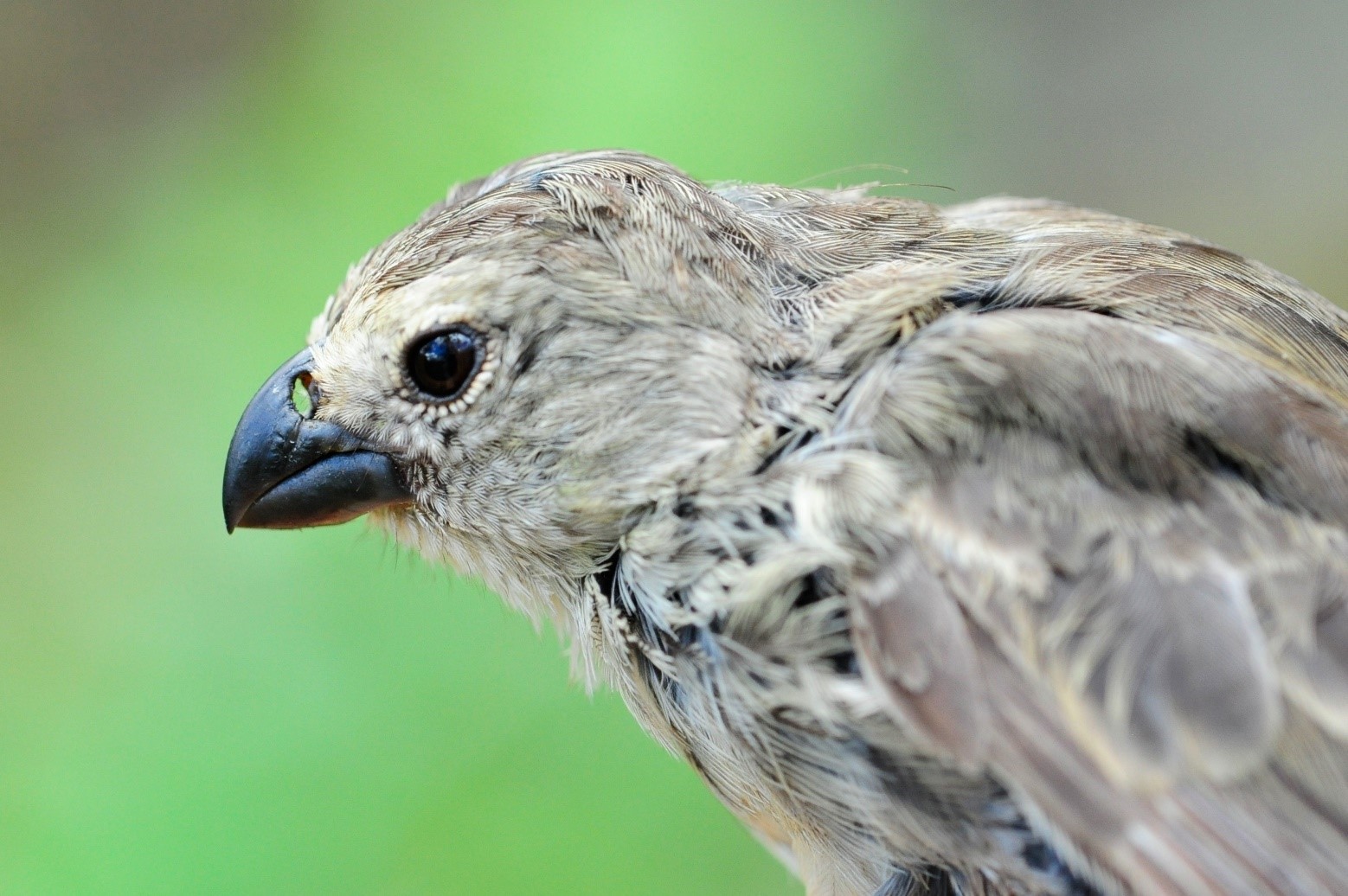 Small tree finch (Camarhynchus parvulus) with naris damage caused by larvae of the invasive parasitic fly Philornis downsi. Photo by Katharina J. Peters.