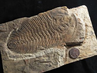 New trilobite species Redlichia rex