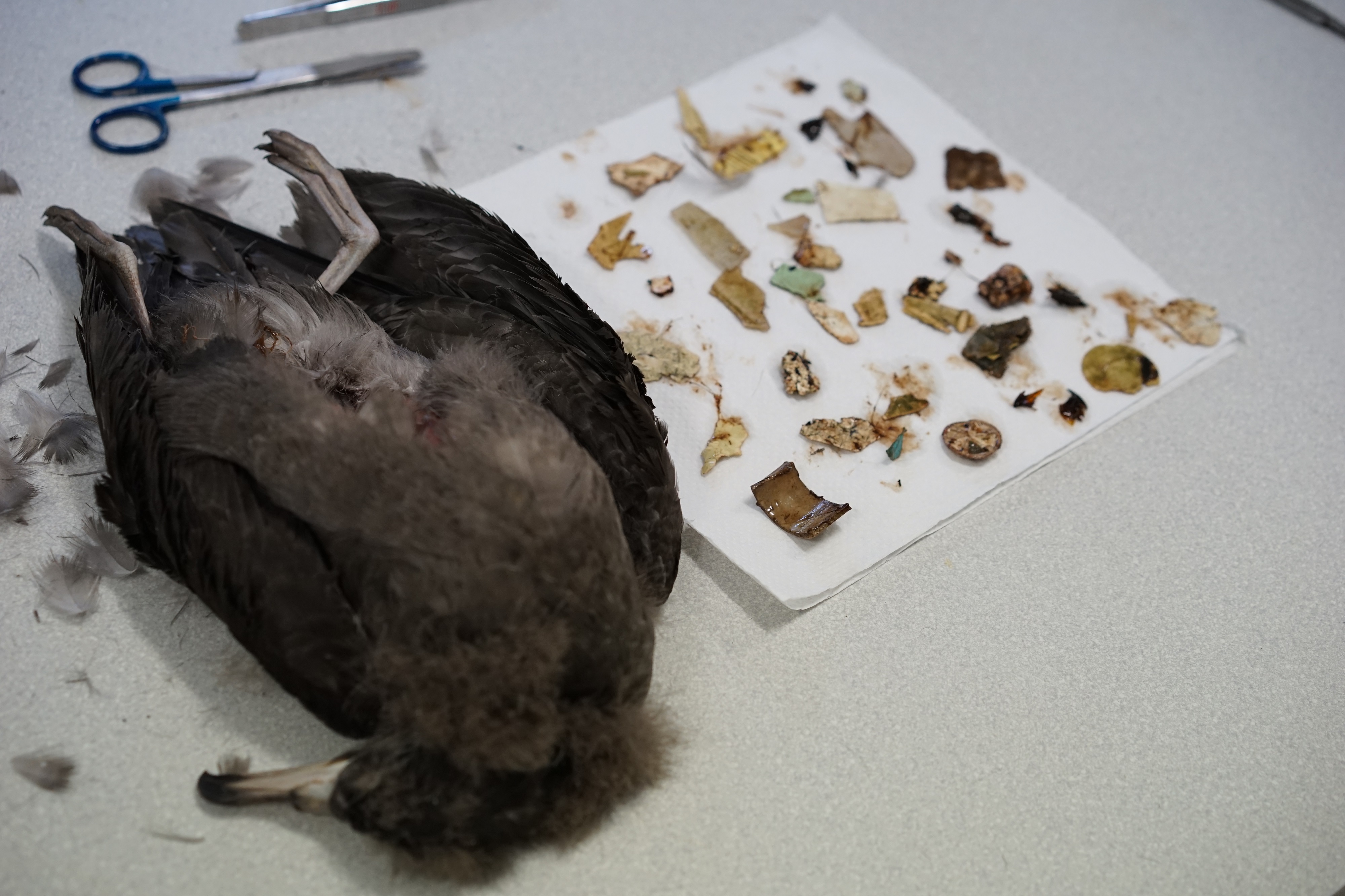 Credit: Cameron Muir. Flesh-footed shearwater necropsy with ingested plastic