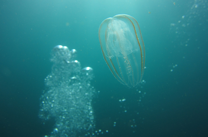 Jellyfish floating past the reef field site at Cape Byron Marine Park (credit: Natacha Gafar)