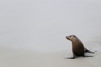 Sea lion at Kangaroo Island
