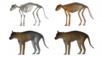 Thylacine Mesh Models