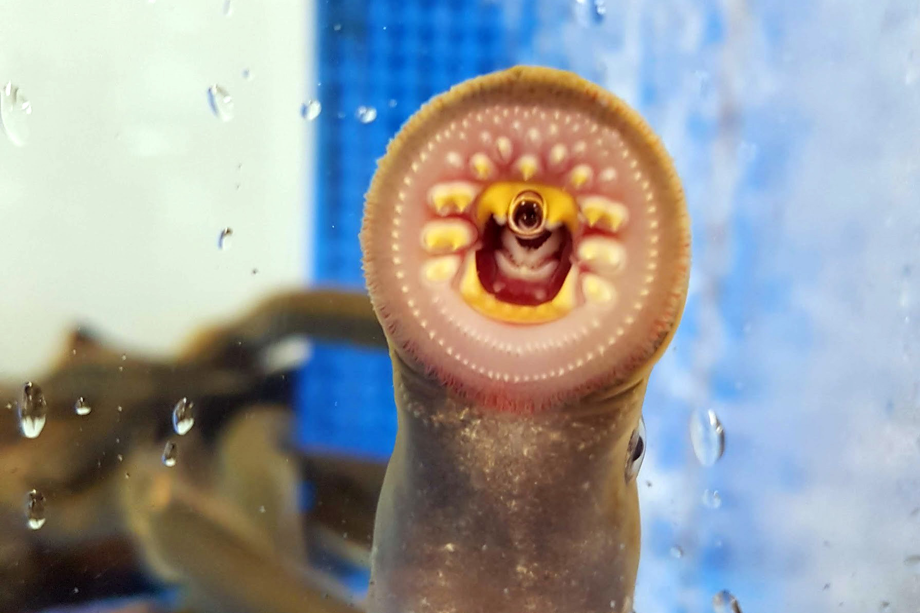 The lamprey may not look sophisticated but this lineage of ancient, jawless fish gave rise to an important genetic step in the evolution of complex brains. Image credit: Alex de Mendoza