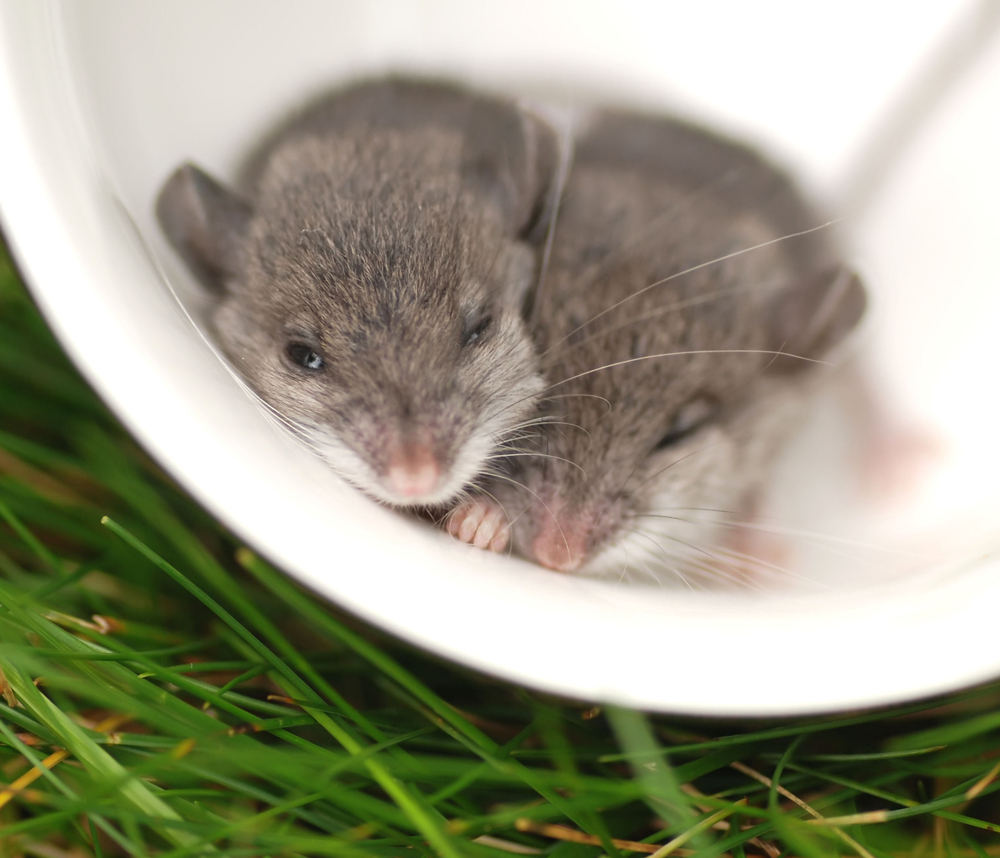 Baby mice have a skill that humans want – and this microchip might help