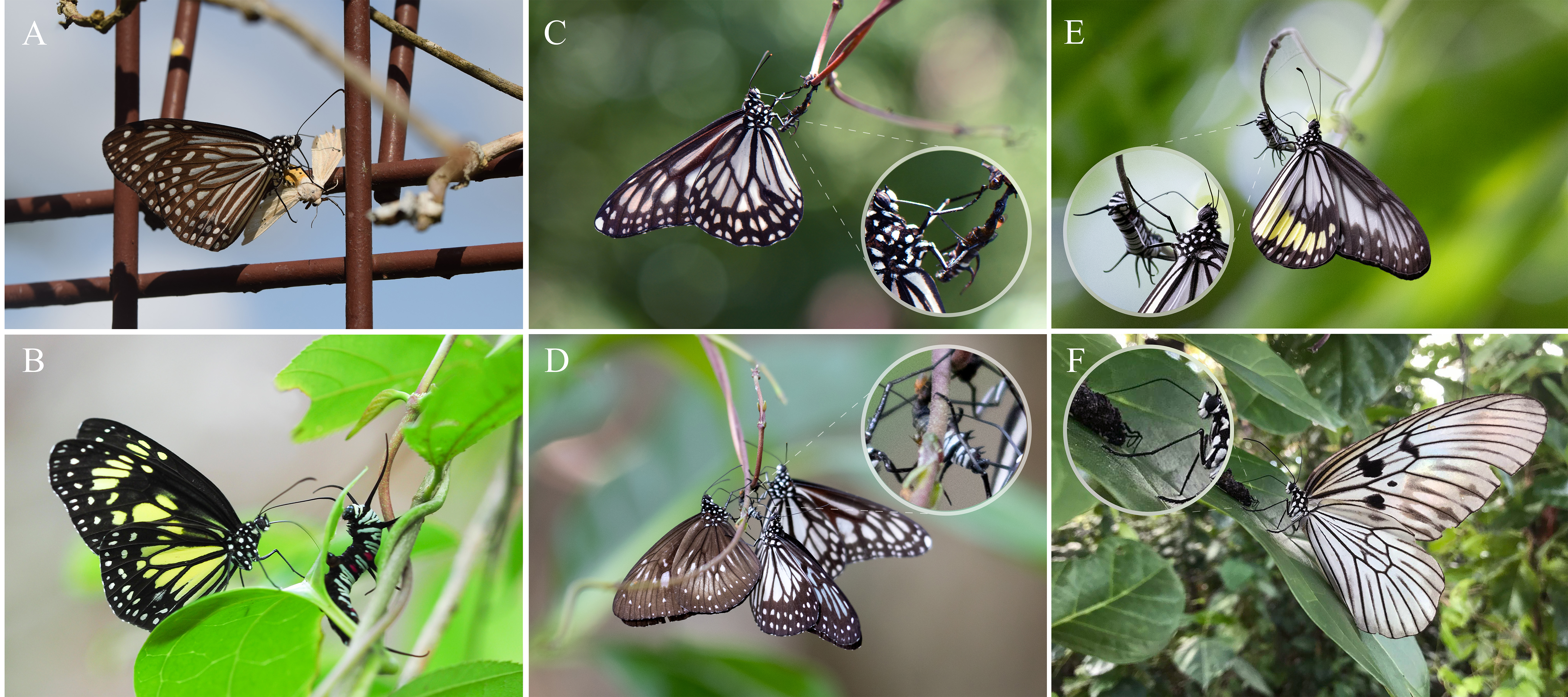 Milkweed butterflies imbibing from dead and living caterpillars. Credit: Tea et. al.