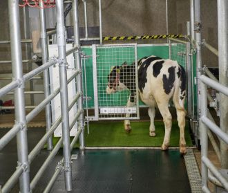 A calf enters a latrine