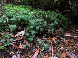Dawsonia superba var. pulchra from southeastern Australia