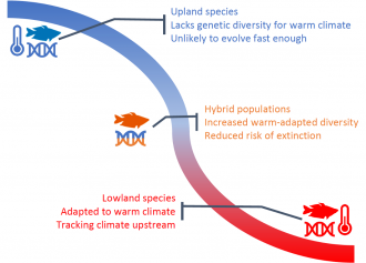 Genetic mixing between warm-adapted and cool-adapted species can reduc