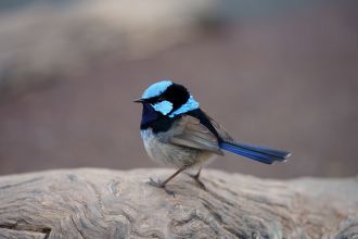 Superb fairy-wrens are more cooperative during winter and are more likely to respond to calls of distress from other birds when the weather is at its harshest, according to Australian research. Superb fairy-wrens are social songbirds who live in distinct breeding groups, are the researchers were keen to see how their level of cooperation changed as their environment changed. The study looked at how individual superb fairy-wrens respond to distress calls from other superb fairy-wrens, and found that at the beginning of the breeding season, calls were met with aggressive, territorial song, however, birds exhibited more cooperative behaviour when the same calls were played during winter. The authors suggest fairy-wren communities reorganise to favour cooperation in challenging environmental conditions.