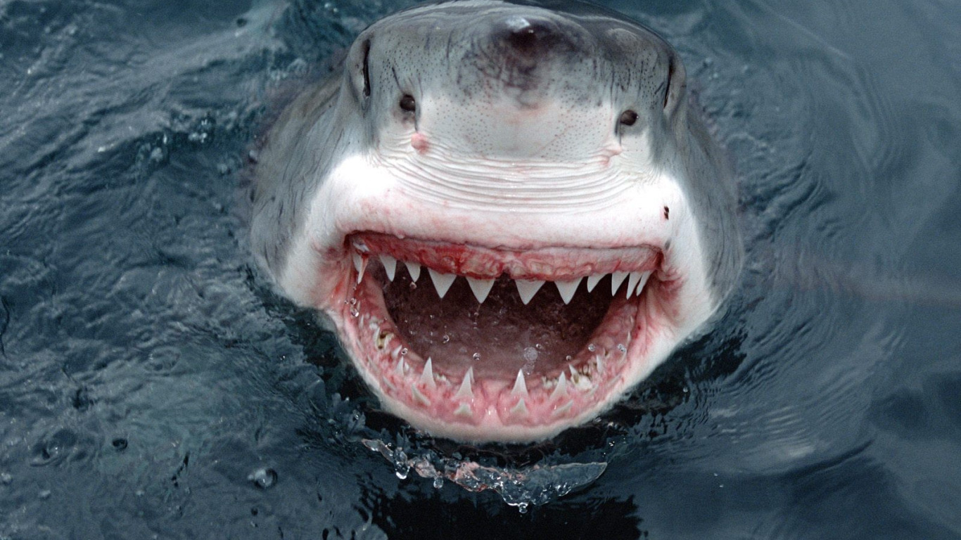 Do-do, do-do, do-do baby sharks prefer to be close to shore? Yes, say scientists