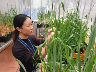 Fungal disease Fusarium head blight (FHB) is on the rise due to increasingly humid conditions induced by climate change during the wheat growing season, but a fundamental discovery by University of Adelaide researchers could help reduce its economic harm.