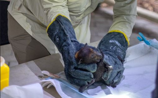 Dr Alison Peel working with bats. Credit: Kathleen Flyn