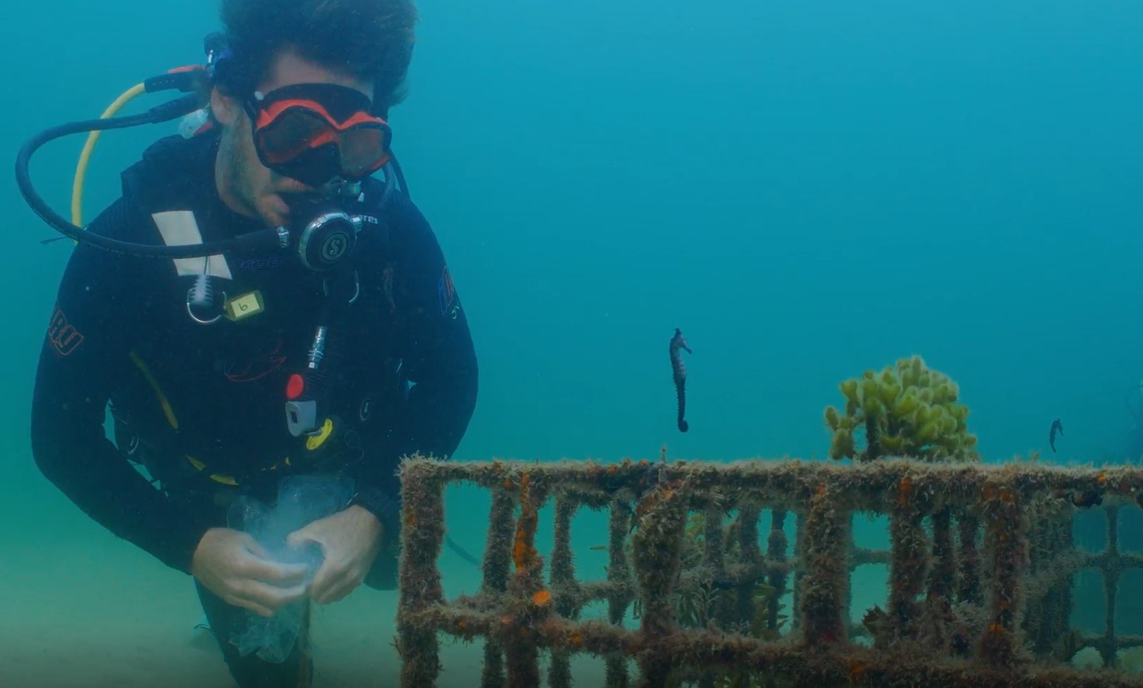 : Greener Pastures Project Coordinator Jack Vitnell inspects the seahorse hotels at Cobblers Beach. Photo © Grumpy Turtle Films.