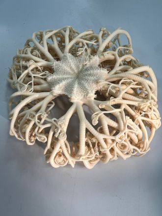 Gorgonocephalus chilensis