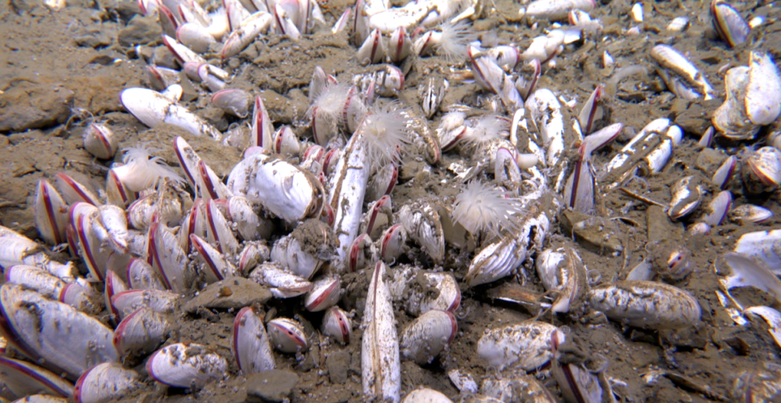 Clam bed at a cold-seep site (image from paper)