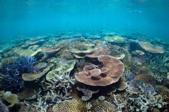North Reef, Lizard Island