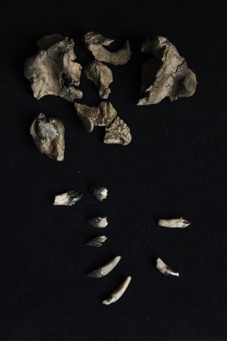 The partial skull and teeth of Janjucetus dullardi. 