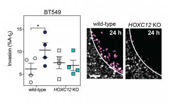 The pink represents cell invasion which stops when HOXC12 is "knocked out" 