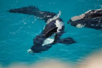 Southern right whales 