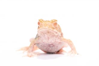 Albino canetoad