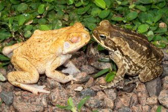 A canetoad and an albino canetoad