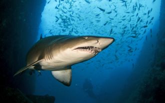Australia’s Critically Endangered eastern grey nurse shark population is increasing slowly, new research has found. The number of adults in the eastern grey nurse shark population is estimated to have increased by about 5% annually between 2017 and 2023, from about 1096 to 1420 adults. While the breeding population remains extremely small, this modest increase is an encouraging sign for the recovery of this threatened species which has one of the lowest reproductive rates of any shark.